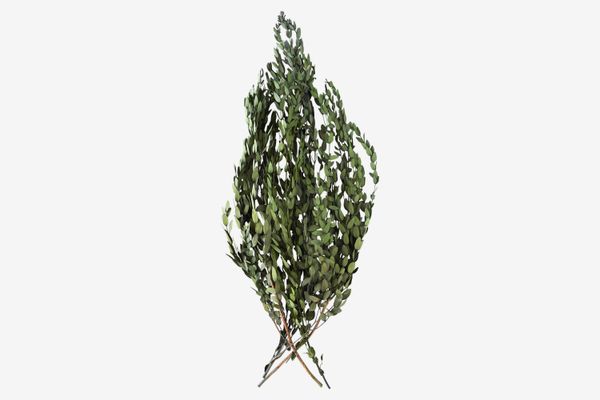 Terrain Preserved Parvifolia Bunch