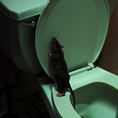 Man v rat: could the long war soon be over?, Science