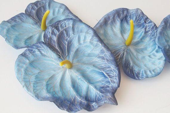 Soft Blue Anthurium