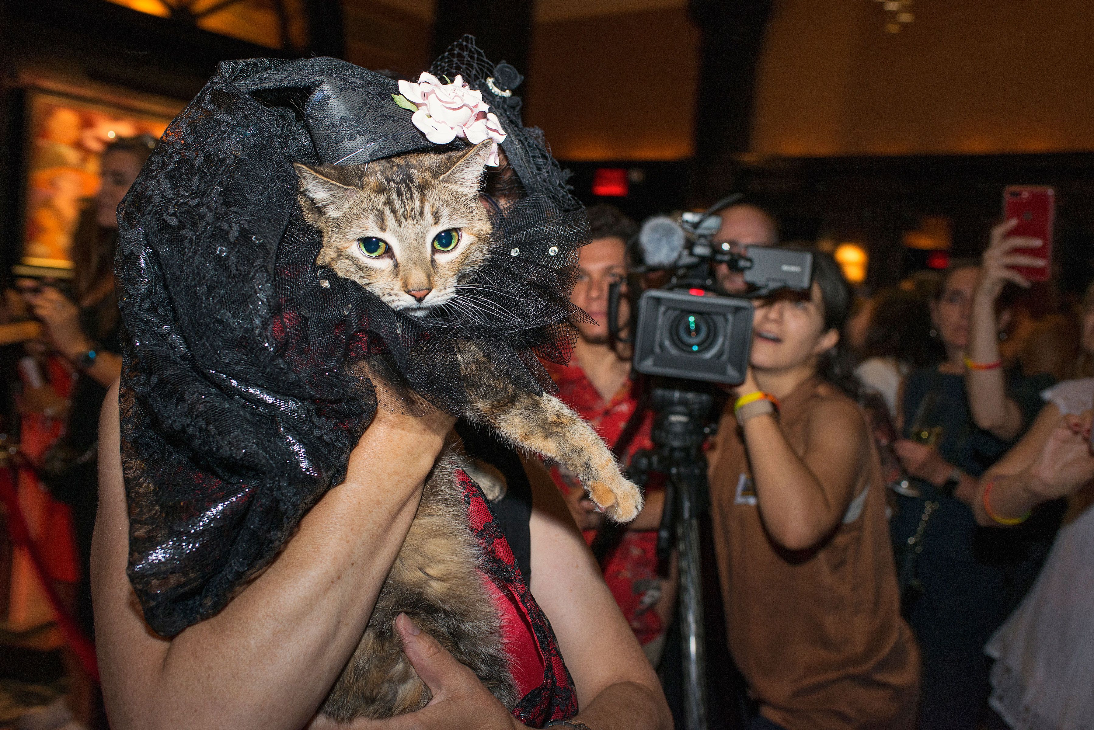 Cats on the Catwalk: The Feline Influence on Fashion Shows - Innovative ways cats are being included in fashion shows