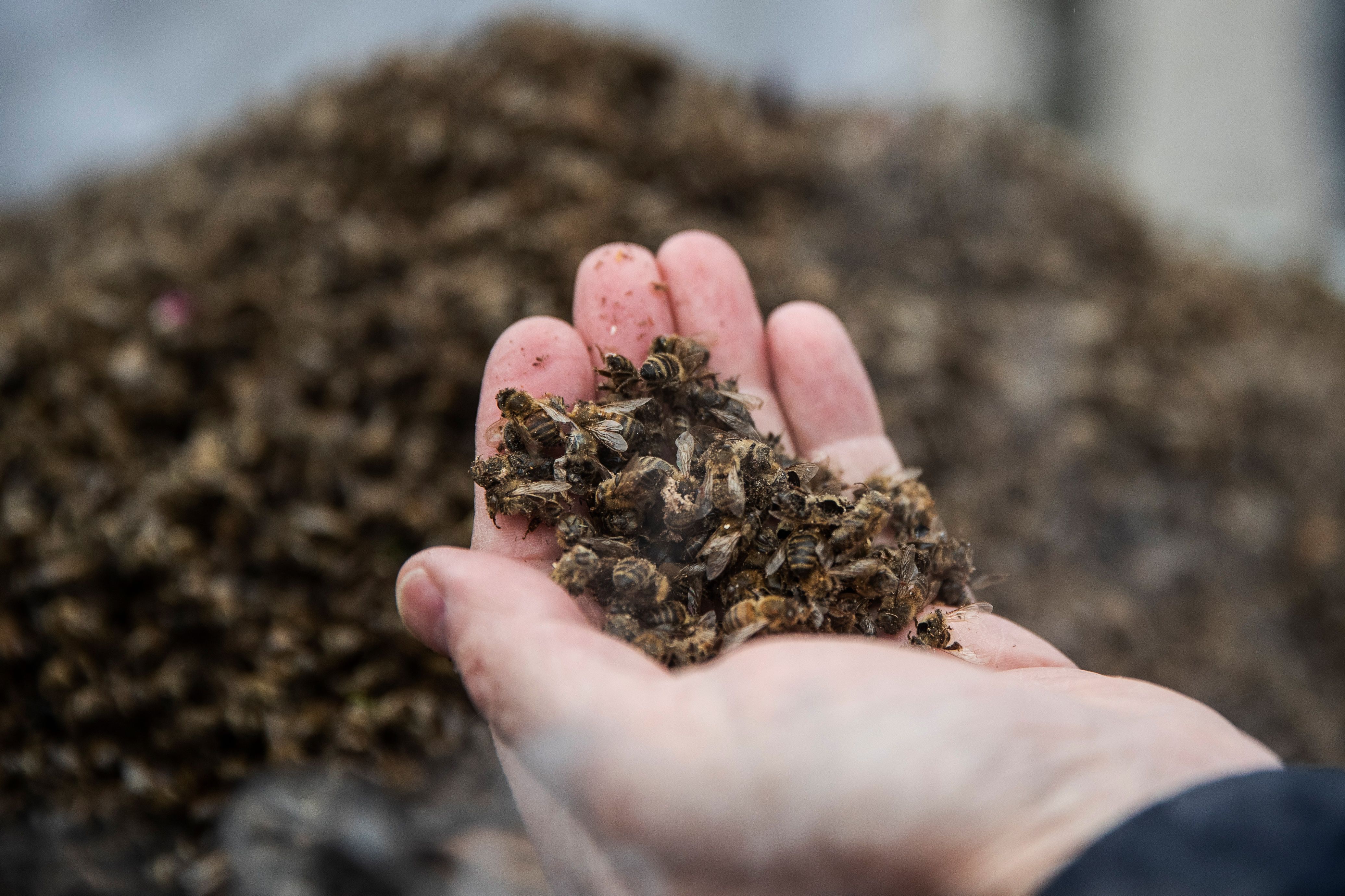 What Happens When All the Bugs Die?