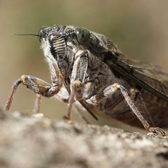 Cicada