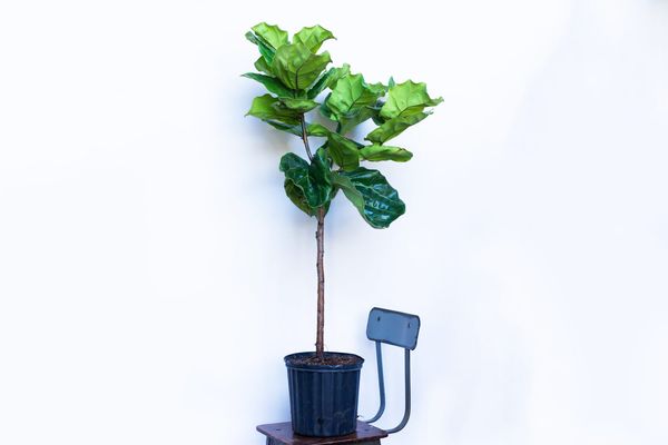 Water & Light Fiddle Leaf Fig (4 feet tall, 10” pot)