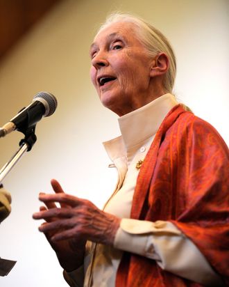 British primatologist Dr Jane Goodall delivers a speech during a presentation at the National Museum on January 26, 2013 in Nairobi. The Great Apes Survival Partnership [GRASP] ambassador Dr. Goodall gave a presentation on 