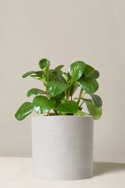 El alféizar Peperomia Obtusifolia