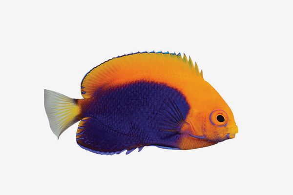 Flameback Angelfish