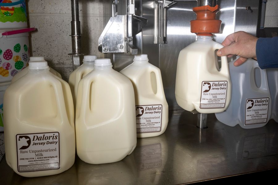 How Raw Milk Went From Hippie to MAGA