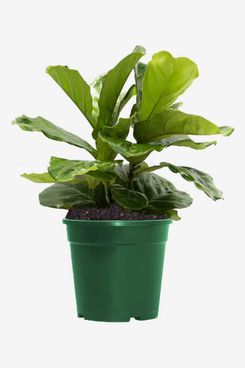 American Plant Exchange Fiddle Leaf Fig in Grow Pot