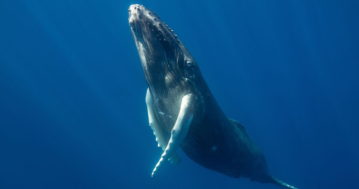 Whales May Be Having More Conversations in Quiet Oceans