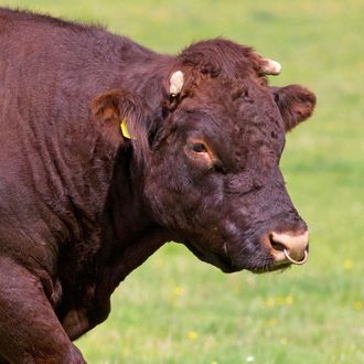 Red Devon Bull in rural field