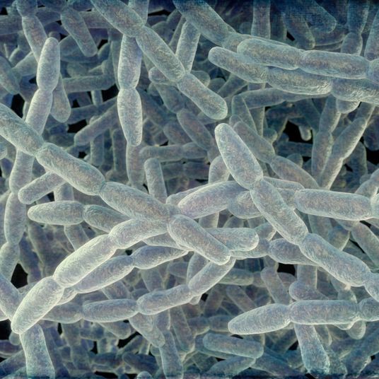 Legionella pneumophila bacteria, illustration