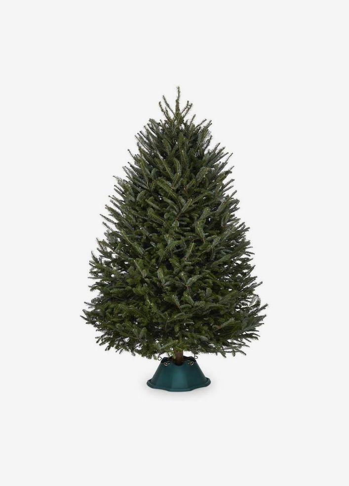 Can You Cut Your Own Christmas Tree In Utah 2022 12 Best Real Christmas Trees For Sale Online 2020 | The Strategist