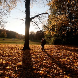 A mother and daughter walk through a field of fallen leaves in Prospect Park, Brooklyn.