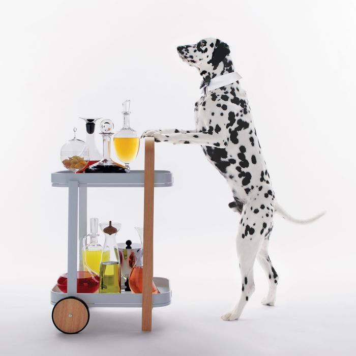 Must Have Pet Products for Dogs - The Vintage Modern Wife