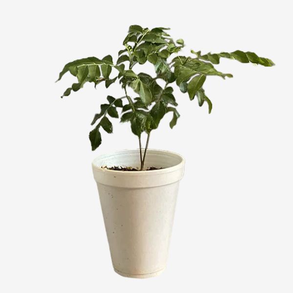 Kumar’s Garden Curry Leaf Plant 6 Inches (With Fertilizer)