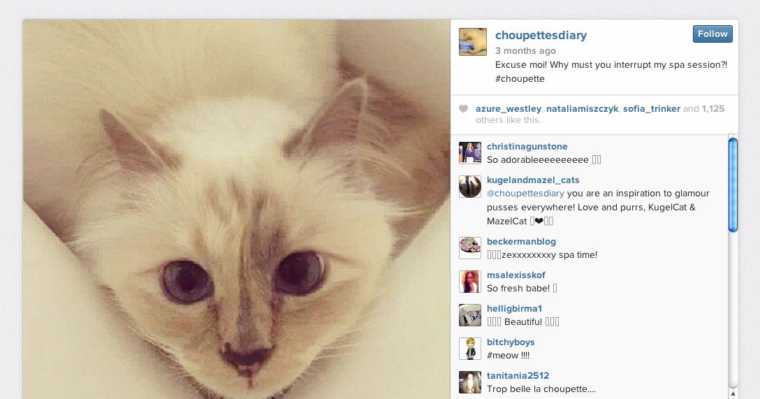 let-choupette-lagerfeld-show-you-how-a-real-cat-eye-is-done