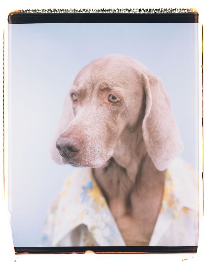 Photos: William Wegman: Being Human