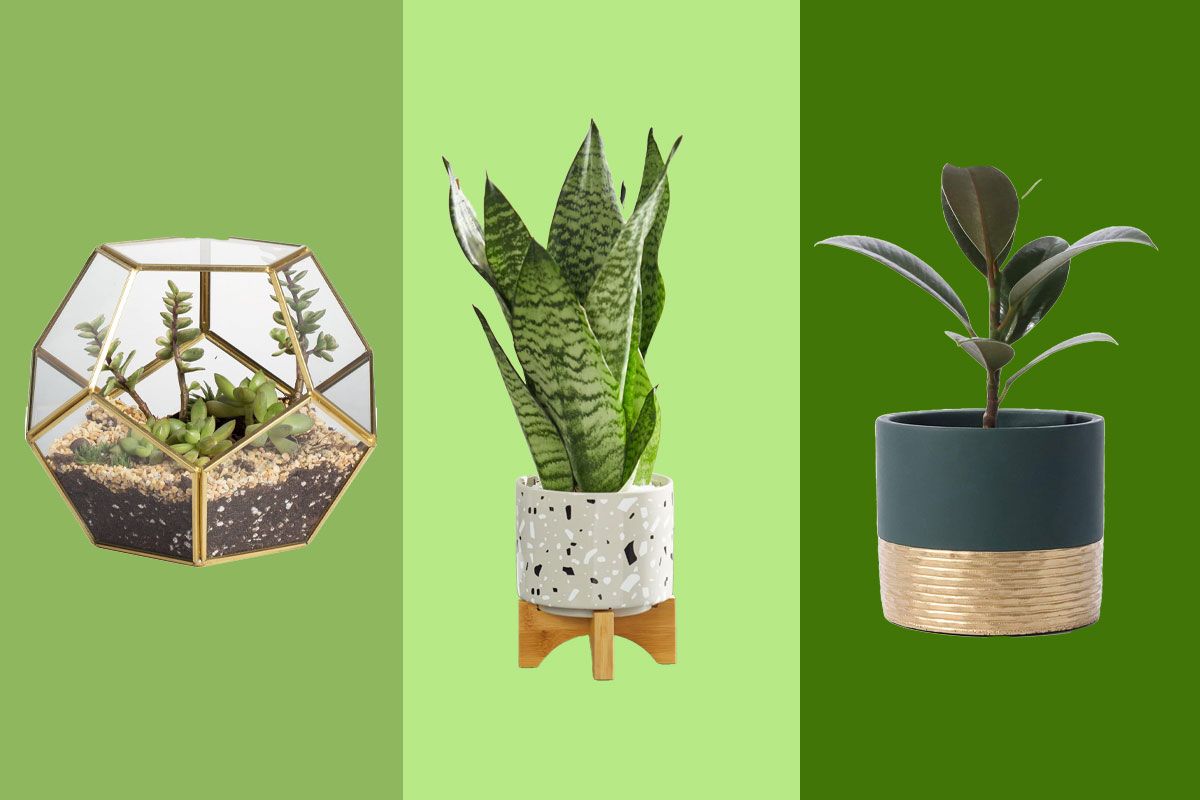 Elevate Your Home Décor with Stylish Plant Pots