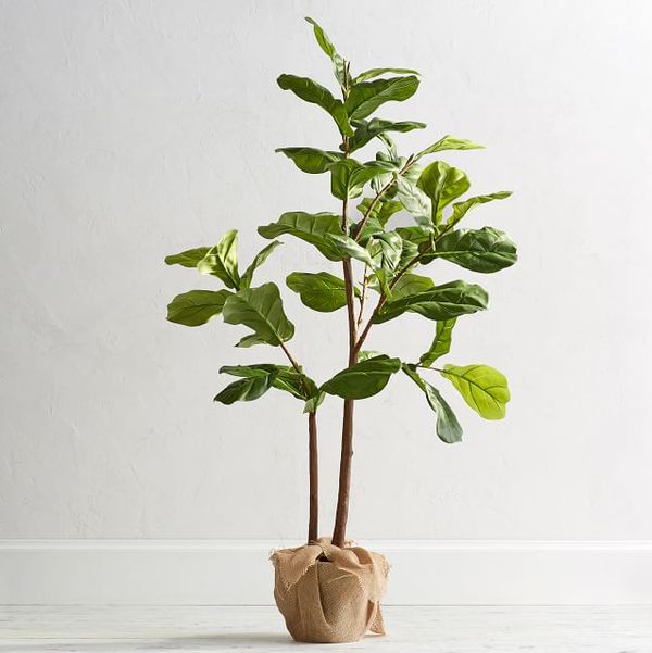Pottery Barn Fake Fig Trees Violin Leaves In Pot