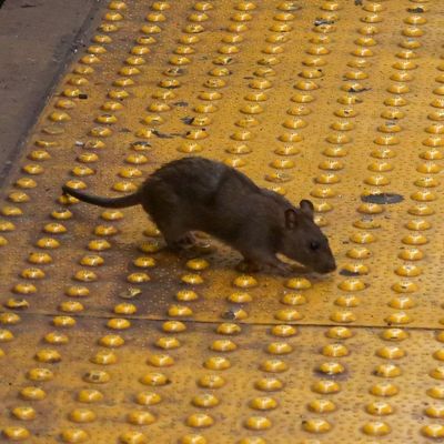 A different alive rat, not the Sneaker Rat.