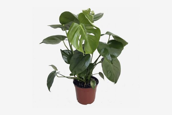 Hirt’s Gardens Split Leaf Monstera 6” Pot